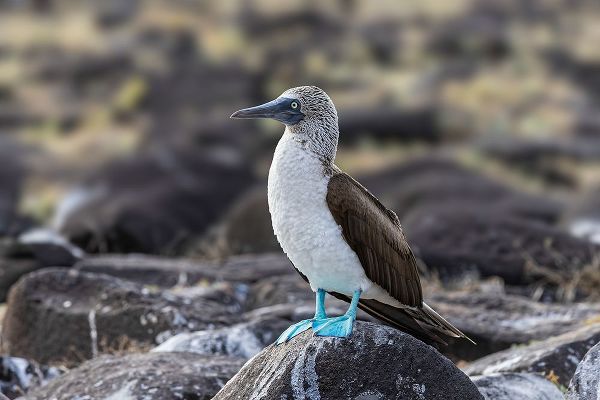 Jones, Adam 아티스트의 Blue-footed Boobie-Espanola Island-Galapagos Islands-Ecuador작품입니다.